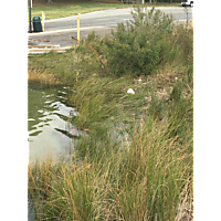 Newport News King Tide image